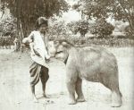 ภาพลูกช้างกำพร้ากำลังดูดนมผู้หญิงแม่ลูกอ่อน พ.ศ. 2446 สมัยรัชกาลที่5.jpg